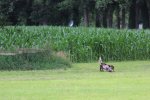 IMG_5714 Groot.jpeg