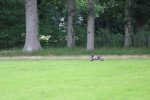 IMG_5716 Groot.jpeg