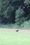 IMG_5762 Groot.jpeg