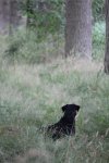 IMG_5451 Groot.jpeg