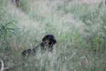 IMG_5507 Groot.jpeg