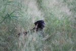 IMG_5513 Groot.jpeg