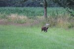 IMG_5572 Groot.jpeg